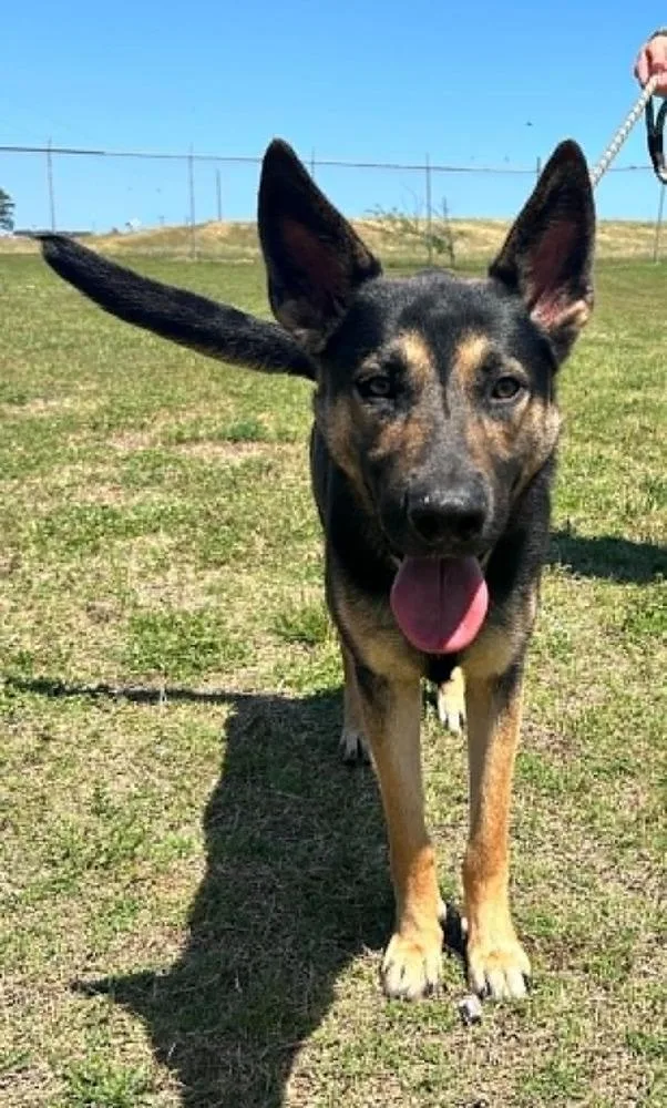 A young large-sized male Tricolor (Brown, Black, & White) German Shepherd Dog dog named Rex for adoption in Scott, LA