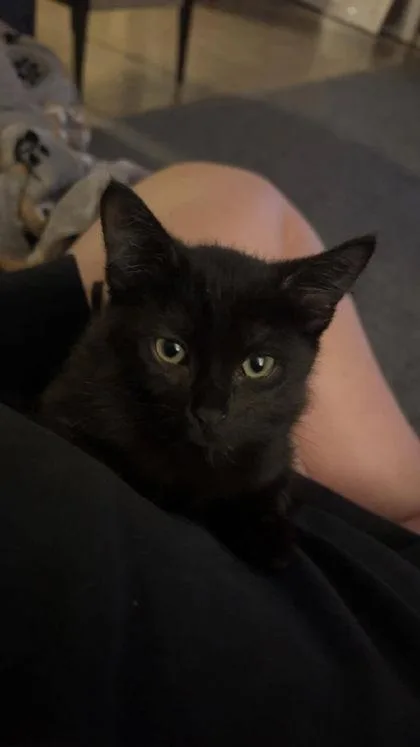 A baby small-sized male Domestic Medium Hair cat named John for adoption in Hobart, IN