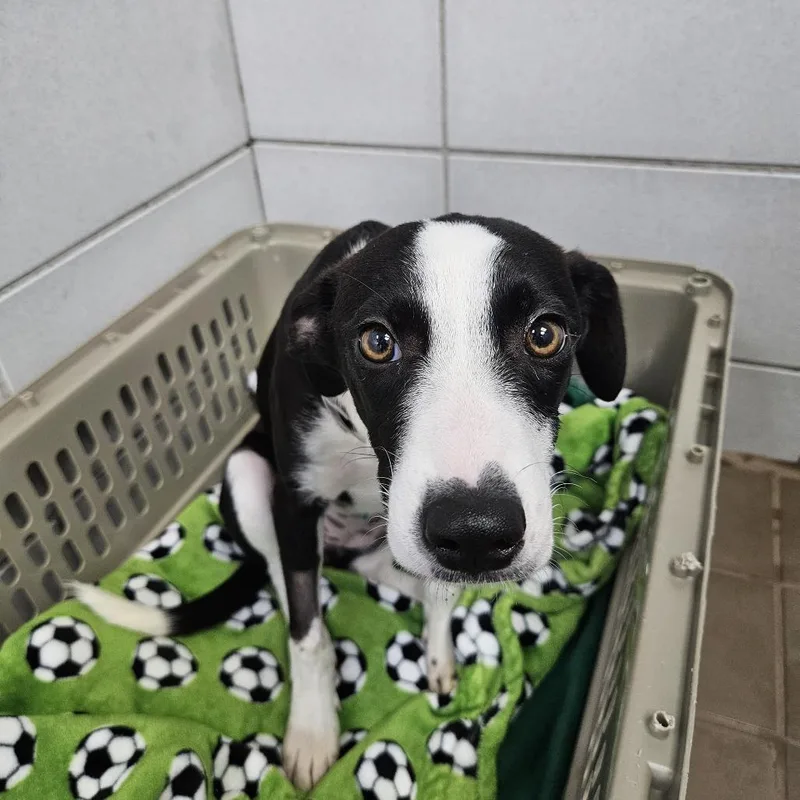 A baby small-sized female Black Mixed Breed dog named Chica for adoption in New York, NY
