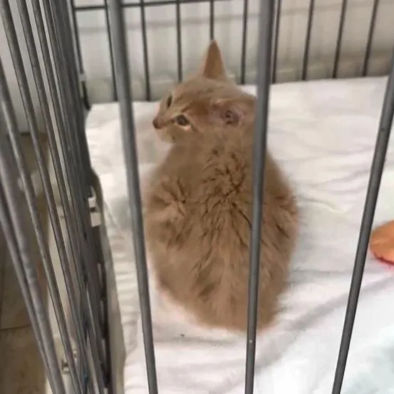 A baby small-sized male Buff / Tan / Fawn Domestic Short Hair cat named Daniel for adoption in Branson, MO