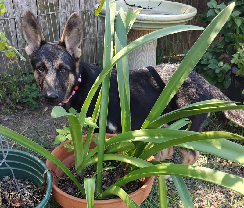 A baby small-sized female Black German Shepherd Dog named Honor for adoption in Sealy, TX