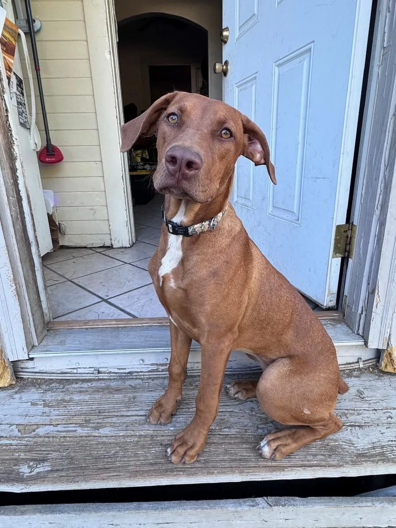 A baby large-sized female Doberman Pinscher dog named Tiny for adoption in Yakima, WA