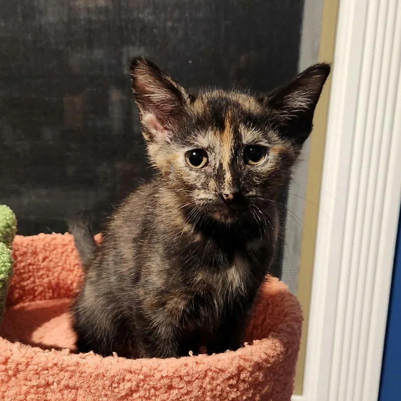 A baby small-sized female Tortoiseshell Domestic Short Hair cat named Joan for adoption in Plainfield, IL