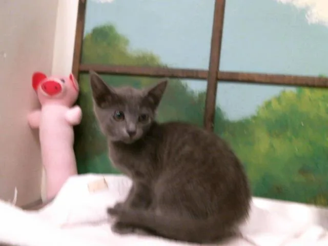 A baby small-sized female Domestic Short Hair cat named Spring Roll for adoption in Houston, TX