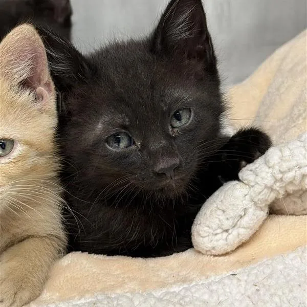 A baby small-sized male Black American Shorthair cat named Brooklyn for adoption in Mount Shasta, CA