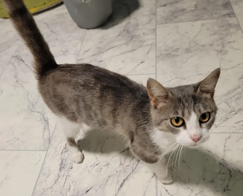 A baby medium-sized female Gray & White Domestic Short Hair cat named Violet for adoption in Mount Sterling, KY