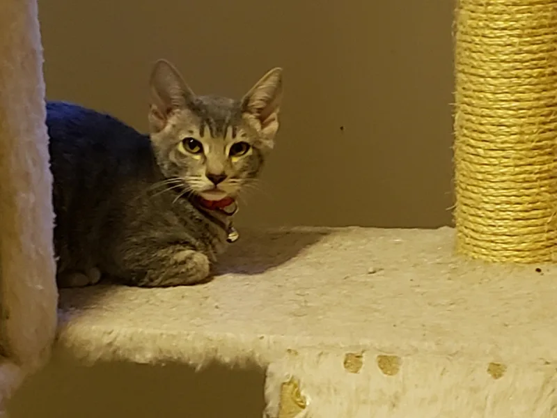 A baby medium-sized female Tabby (Gray / Blue / Silver) Domestic Short Hair cat named Miso for adoption in Rochester, WA