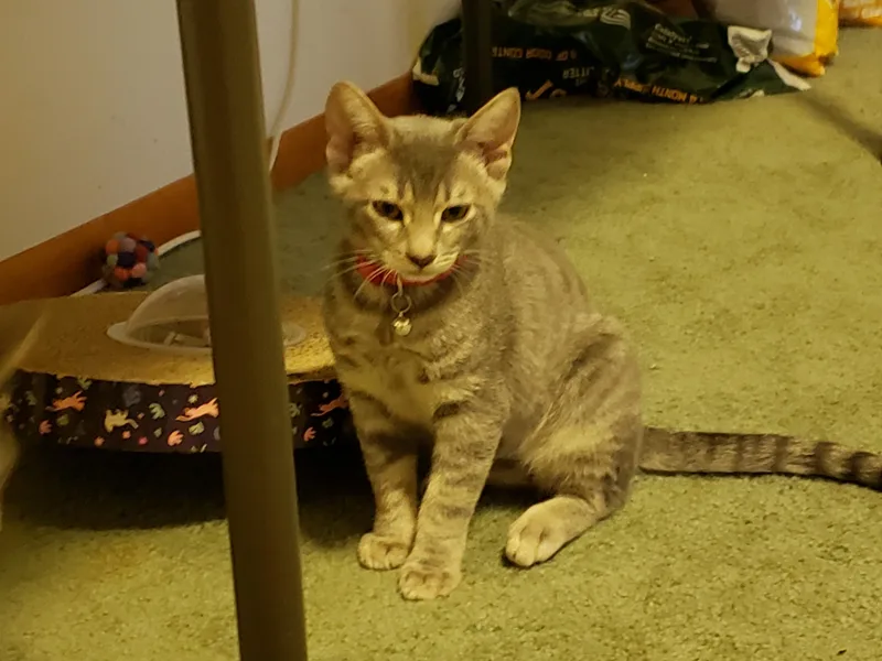 Miso thumbnail 2