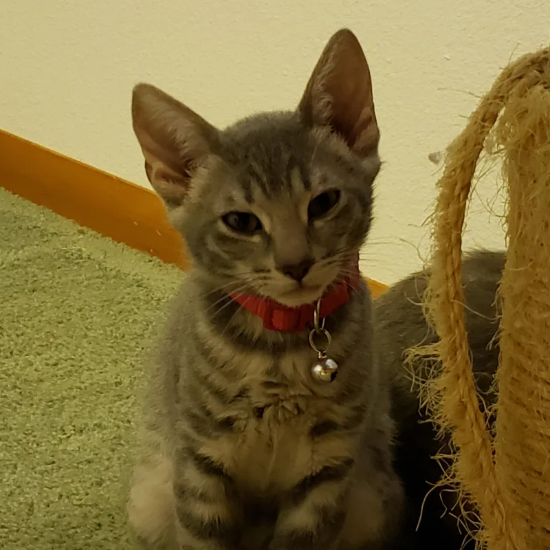 Miso thumbnail 3