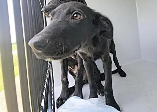 A baby medium-sized male Labrador Retriever dog named A for adoption in Houston, TX