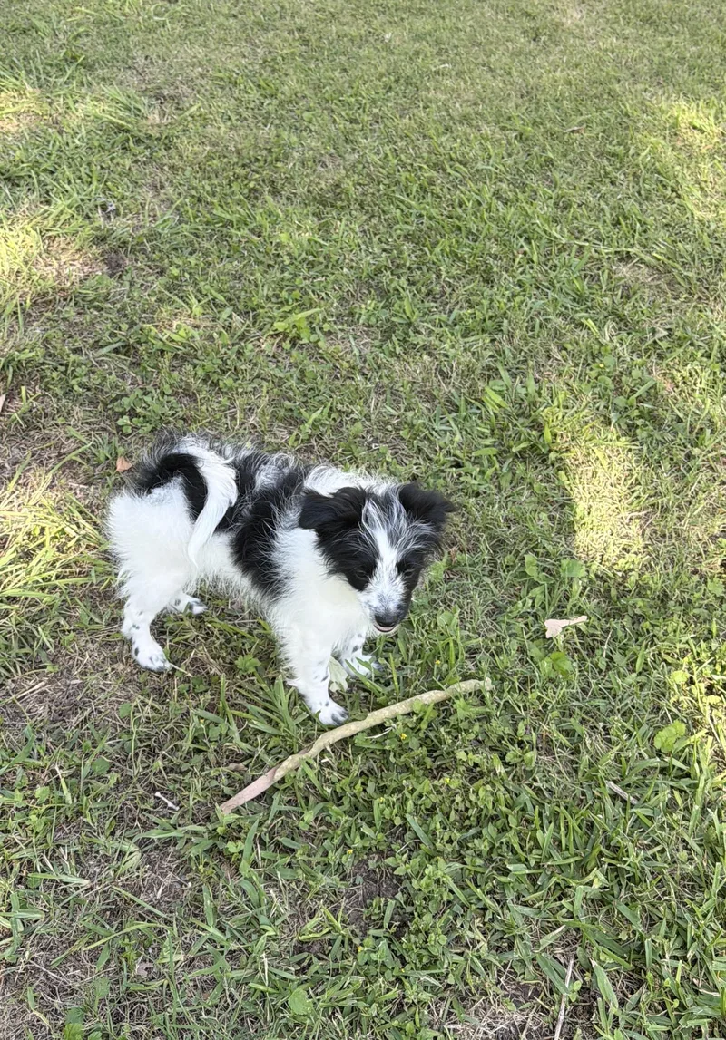A baby small-sized male Maltipoo dog named Cuddly Oreo for adoption in Burlington, NC