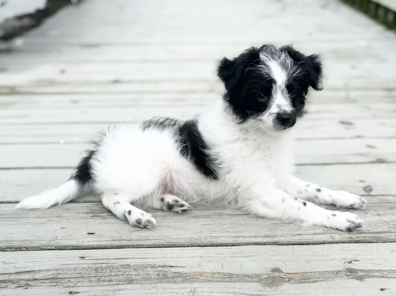 Cuddly Oreo thumbnail 5