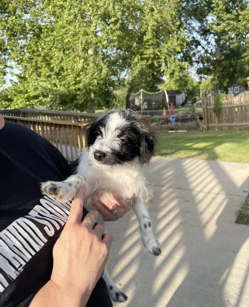 Cuddly Oreo thumbnail 6