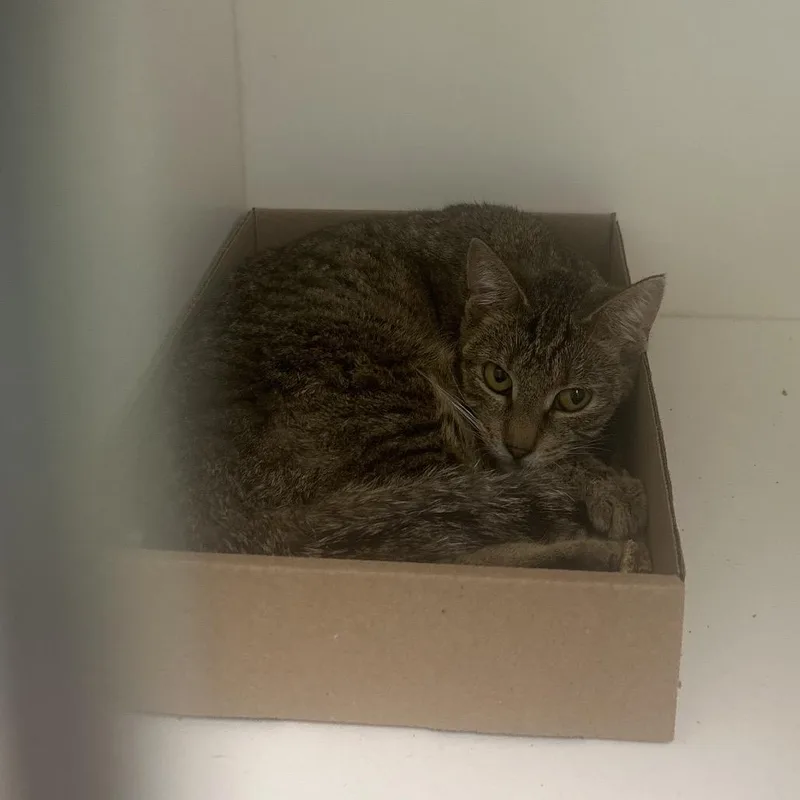 An adult medium-sized female Gray / Blue / Silver Domestic Short Hair cat named Lala Loopsy for adoption in Philadelphia, PA