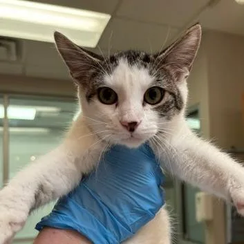 A baby small-sized male Domestic Short Hair cat named Spike for adoption in Murray, UT