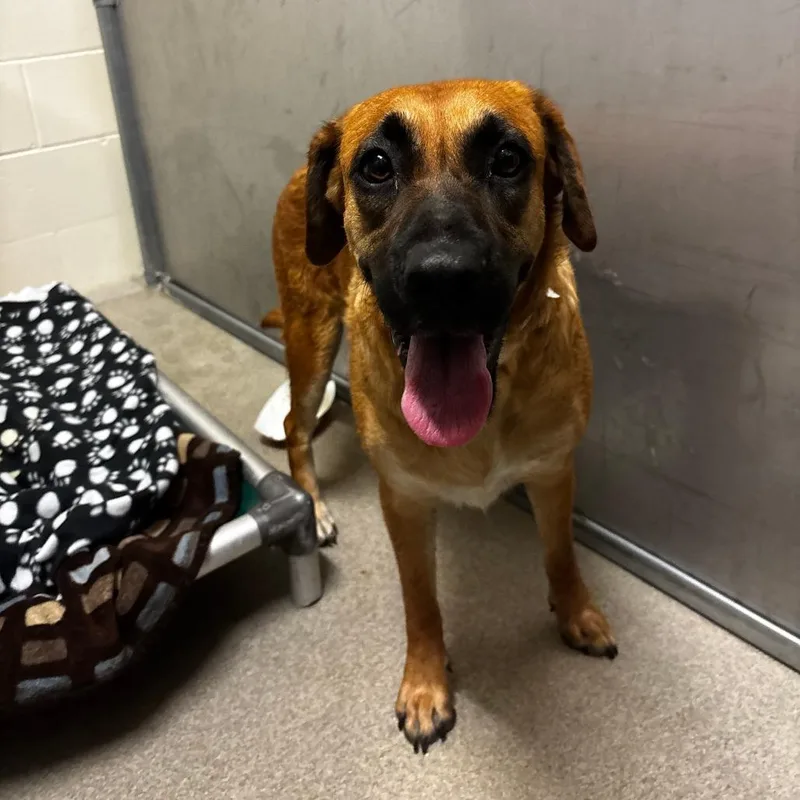 An adult medium-sized female Golden Mixed Breed dog named Cupcake for adoption in Waukesha, WI