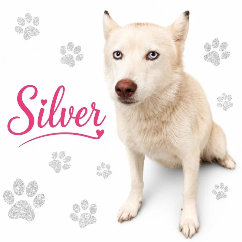 An adult medium-sized female White / Cream Husky dog named Shiro Kitsune formally for adoption in Bartlett, TN