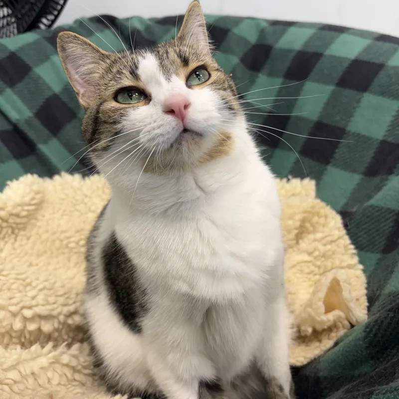 A young medium-sized male Tabby (Brown / Chocolate) Tabby cat named Alberto for adoption in Grand Rapids, MI