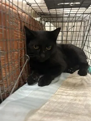 A young medium-sized male Domestic Short Hair cat named Baxter for adoption in Redmond, OR