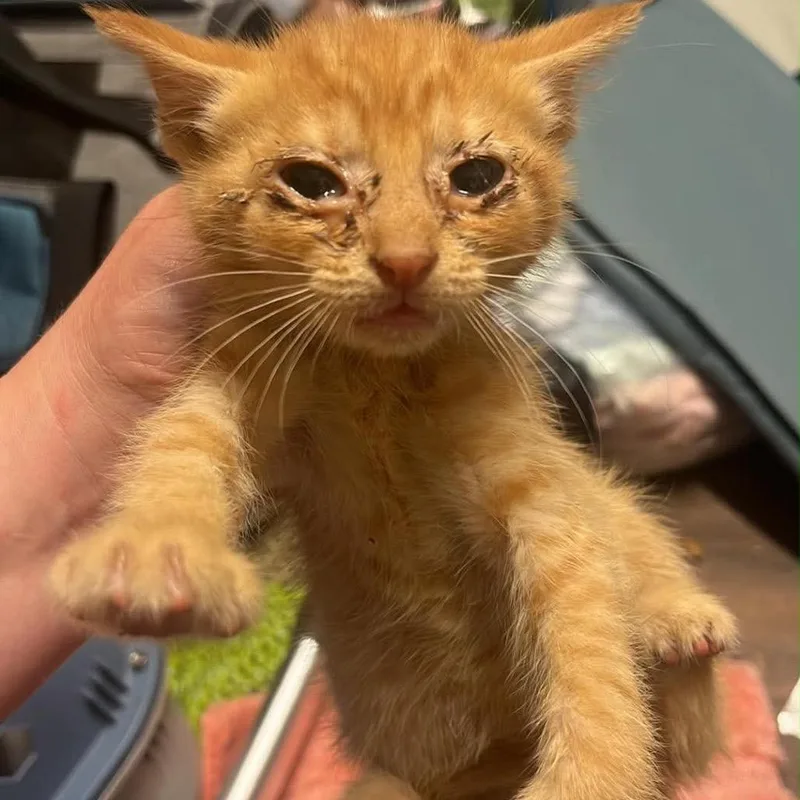 A baby small-sized male Orange / Red Domestic Short Hair cat named Yogi for adoption in Pasadena , MD