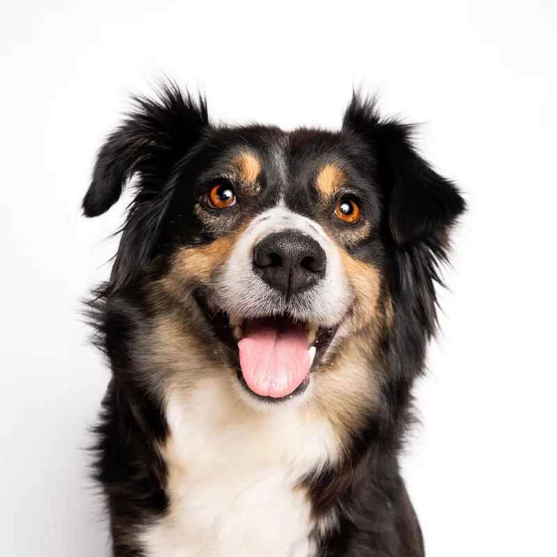 An adult medium-sized female Tricolor (Brown, Black, & White) Australian Shepherd dog named Willow for adoption in Evanston, IL