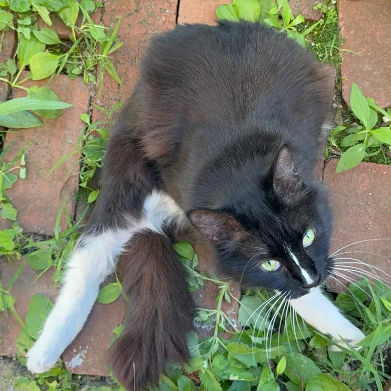An adult medium-sized female Black Domestic Long Hair cat named Focaccia for adoption in PITTSBURGH, PA