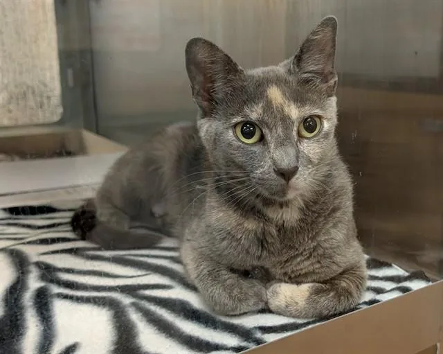 A young medium-sized female Dilute Tortoiseshell cat named Stella A for adoption in Plano, TX