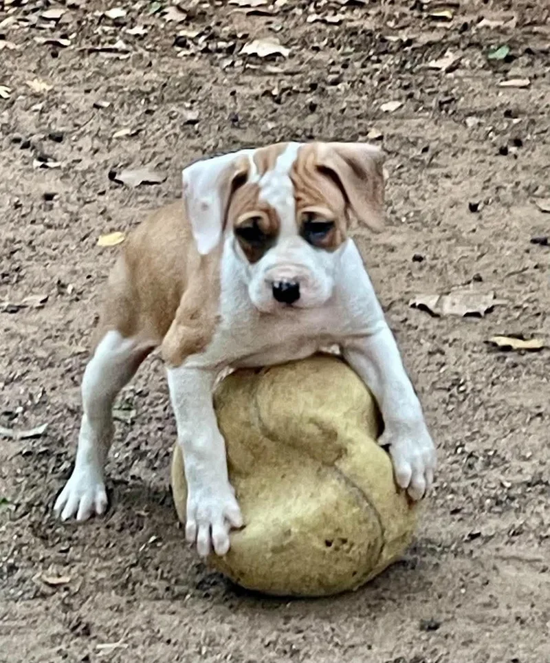 A baby medium-sized female Pit Bull Terrier dog named Susana for adoption in Carmel, NY