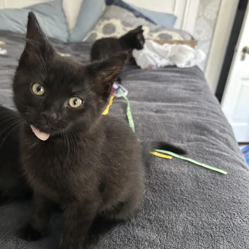 A baby small-sized female Black Domestic Short Hair cat named Endive for adoption in Evanston, IL