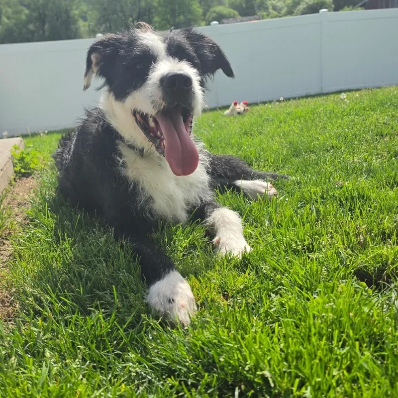 A young large-sized male White / Cream Terrier dog named Sparky for adoption in Homer, NY