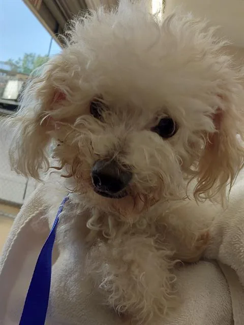 A senior small-sized male Poodle dog named Kiko for adoption in Chula Vista, CA