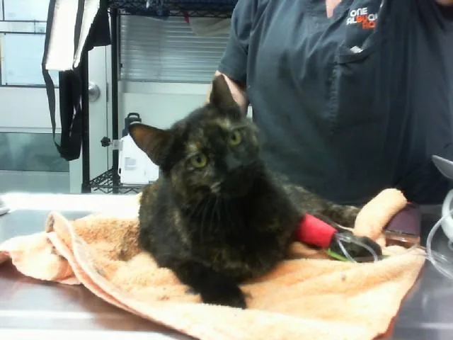 A young medium-sized female Domestic Short Hair cat named Squirt for adoption in Albuquerque, NM