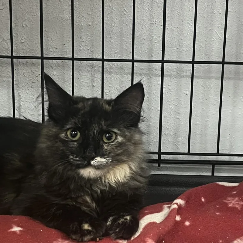 A baby small-sized female Tortoiseshell Domestic Long Hair cat named Sorrel for adoption in Idaho Falls, ID