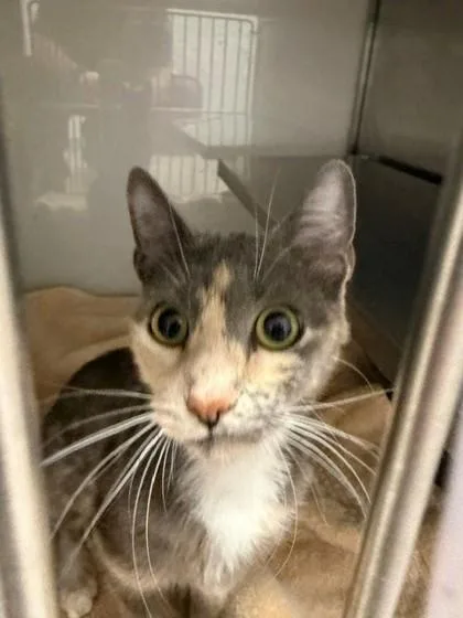 An adult small-sized female Domestic Short Hair cat named Peach for adoption in Gastonia, NC