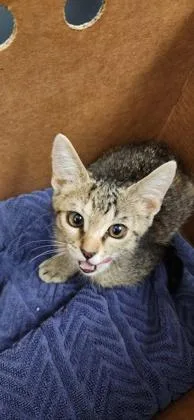 A young small-sized female Domestic Short Hair cat named Evie for adoption in Roseville, CA