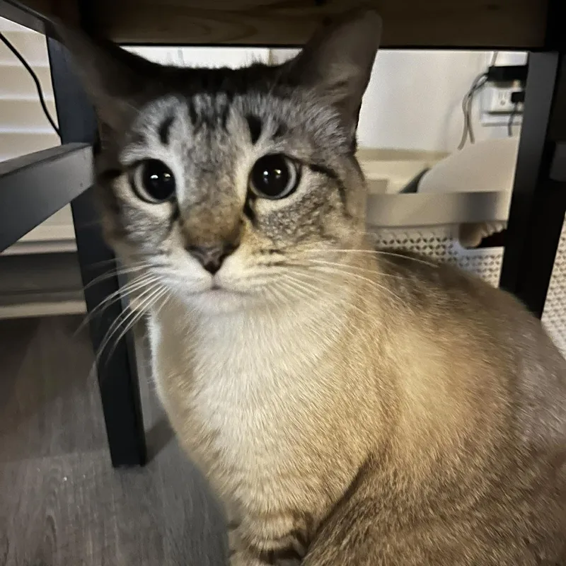 An adult medium-sized female Tabby (Gray / Blue / Silver) Siamese cat named Lily for adoption in Memphis, TN