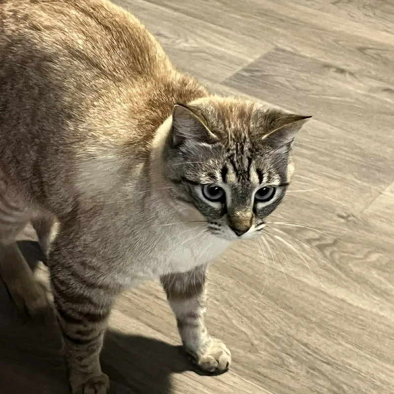 Lily thumbnail 3