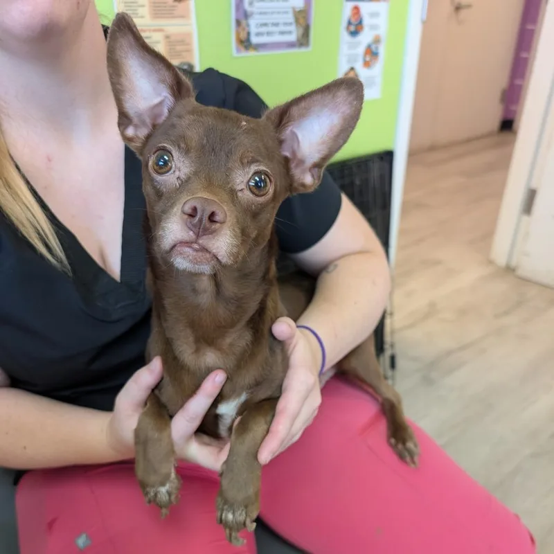 An adult small-sized male Brown / Chocolate Mixed Breed dog named Ulysses for adoption in Emporia, KS
