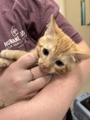 A baby small-sized female Domestic Short Hair cat named Gaet for adoption in Fishers, IN