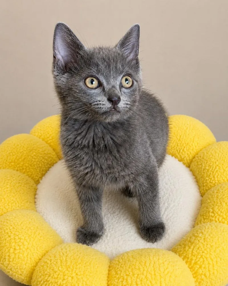 A baby small-sized male Domestic Short Hair cat named Jula for adoption in Ewing, NJ