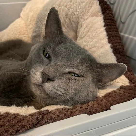 An adult large-sized male Domestic Short Hair cat named Colin for adoption in Stafford, VA