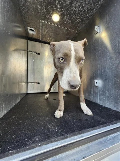A young medium-sized female American Staffordshire Terrier dog named Penny for adoption in San Antonio, TX