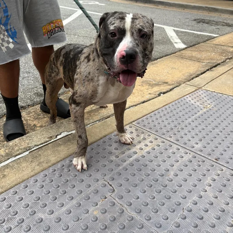 An adult large-sized male Brown / Chocolate Mixed Breed dog named StrayLakepointeCourt for adoption in Columbus, GA