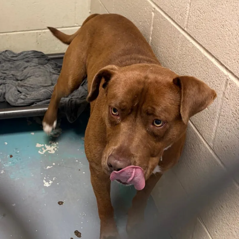 An adult medium-sized male Yellow / Tan / Blond / Fawn Mixed Breed dog named Goose for adoption in Charleston, WV