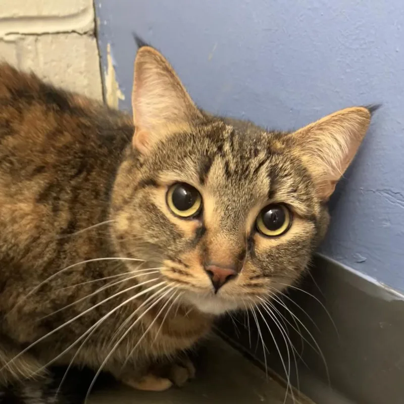 An adult large-sized female Gray / Blue / Silver Domestic Short Hair cat named Lucy for adoption in DeKalb, IL