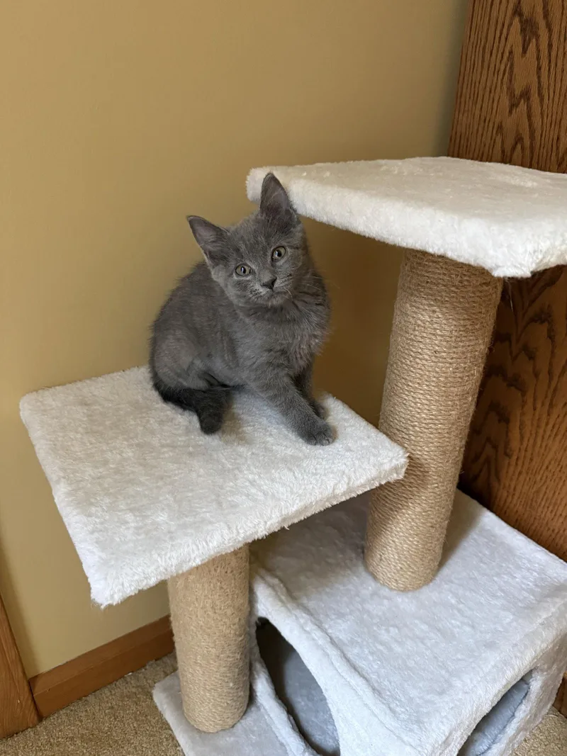 A baby medium-sized female Gray / Blue / Silver Domestic Short Hair cat named Rain for adoption in Wheaton, IL
