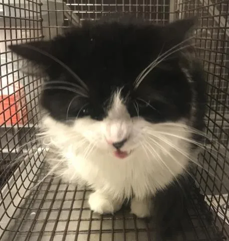 An adult large-sized male Domestic Long Hair cat named Mello for adoption in Conroe, TX