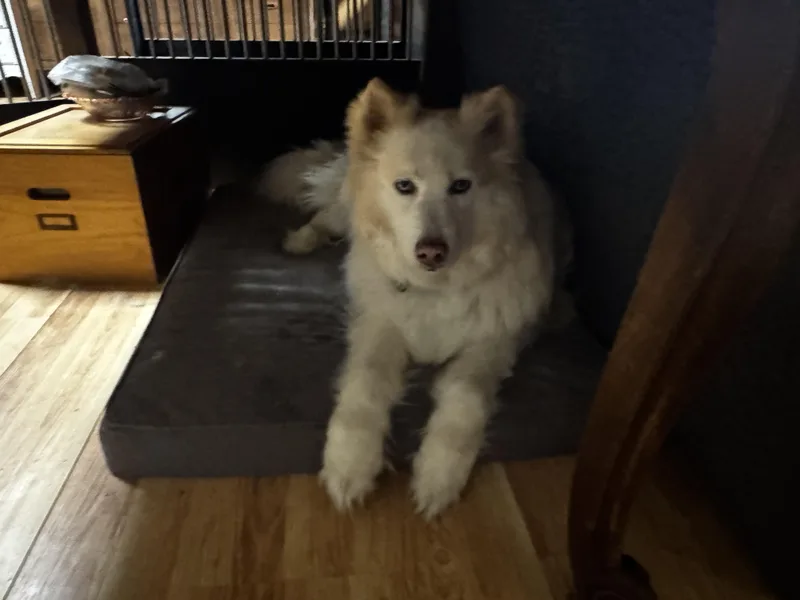 An adult large-sized male Siberian Husky dog named Sam for adoption in Rainbow City, AL