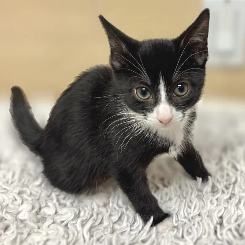A baby small-sized male Black Domestic Short Hair cat named Simba for adoption in East Hampton, NY