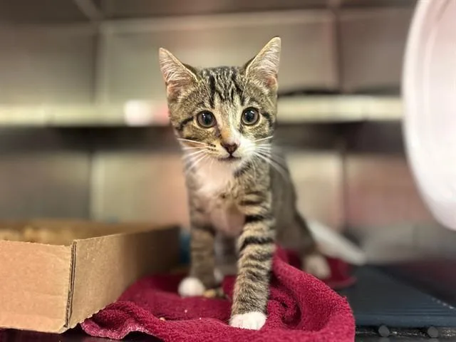 A baby small-sized female Domestic Short Hair cat named Tuna Turner for adoption in Fort Wayne, IN